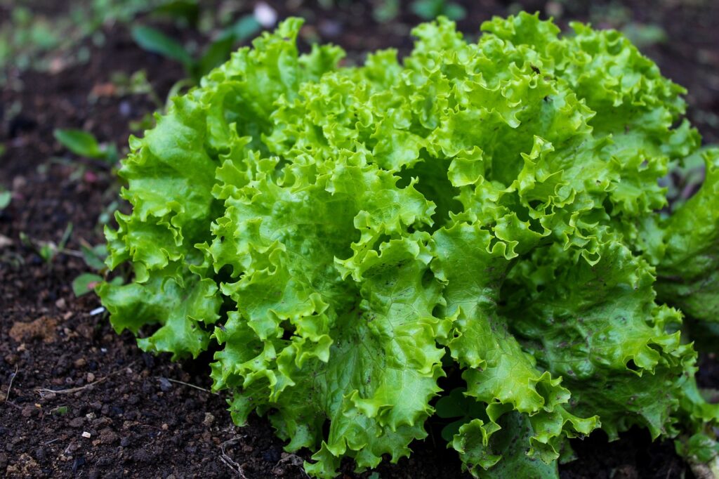 What are the benefits of lettuce