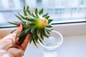 The Only Guide To Growing Pineapples That You’ll Ever Need 